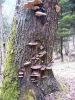Autor: bedo
Popis: Houby ...