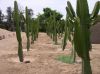 Autor: KasoPopis: Kaktuse v záhradke