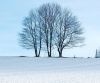 Autor: bedoPopis: Strom v zime