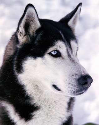 Husky3.jpg (13280 bytes)